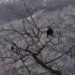 au rapinyaire en arbre